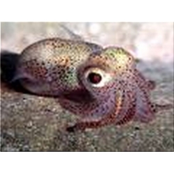Cuttlefish Baby (8-10 per pk) Cuttlefish Baby (8-10 per pk)